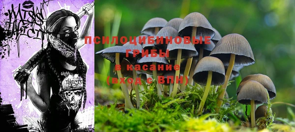 PSILOCYBIN Корсаков