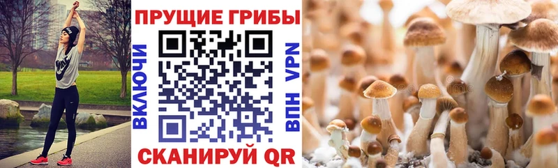 Галлюциногенные грибы Psilocybe  Лангепас 